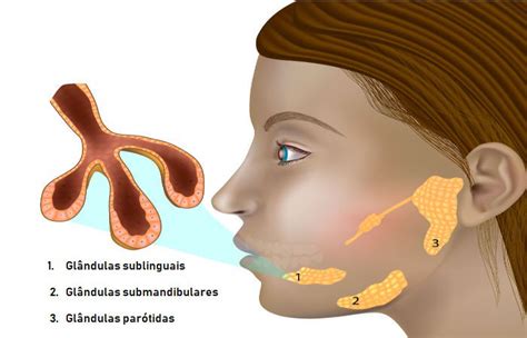 O Que São Glandulas Endocrinas Exemplos Novo Exemplo