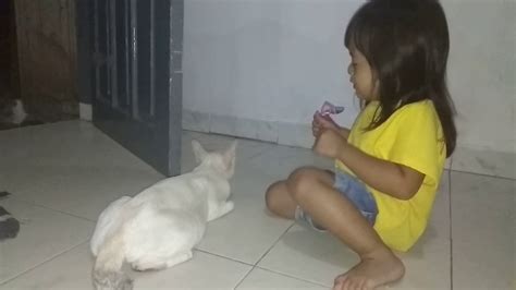 Main Sama Kucing Youtube