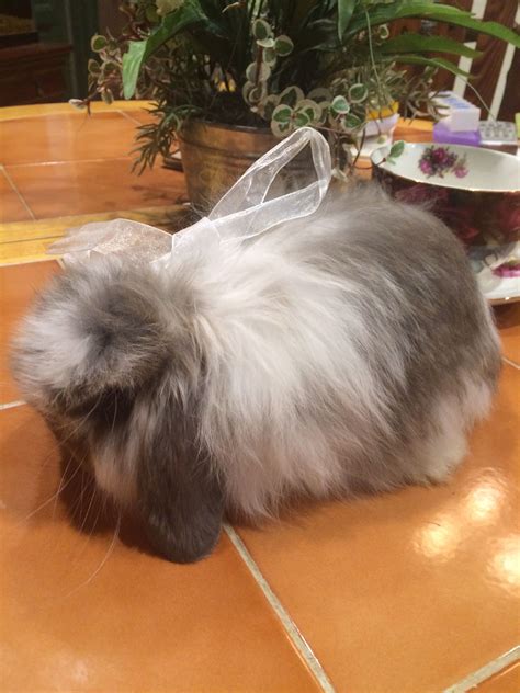 The american fuzzy lop is a fancy breed of rabbit, rather than a commercial breed. Chanel, American Fuzzy Lop | American fuzzy lop, Cute ...