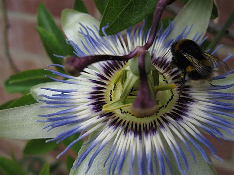 A member of the passionflower genus passiflora, the maypop has large. FAQ Passiflora Passion fruit ID Passionflowers edible