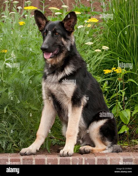 Black And Tan German Shepherd Dog Hi Res Stock Photography And Images