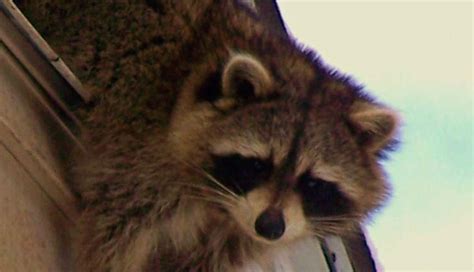 My grandparents (grandmothers.) told me of such stories. Do raccoons attack cats, dogs and other pets?