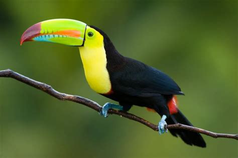 Amazon Rainforest Animals Youve Likely Never Heard Of