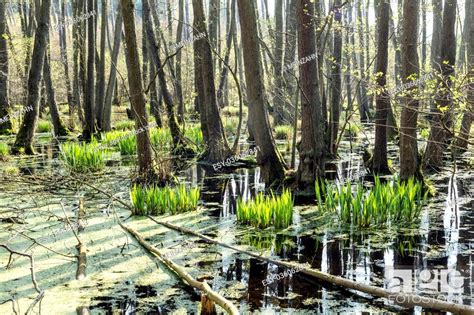 Famous Swamp Area In Usedom National Park At Ueckeritz Stock Photo