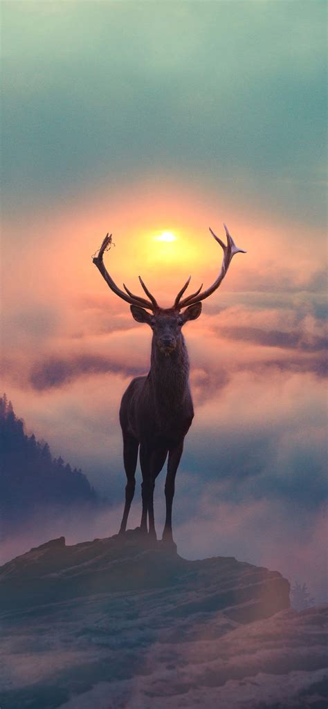 1242x2688 Reindeer Morning Glory Iphone Xs Max Hd 4k Wallpapers Images