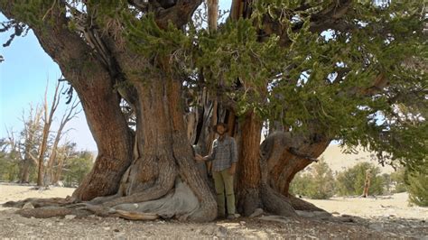 Tough Times For The Worlds Oldest Trees