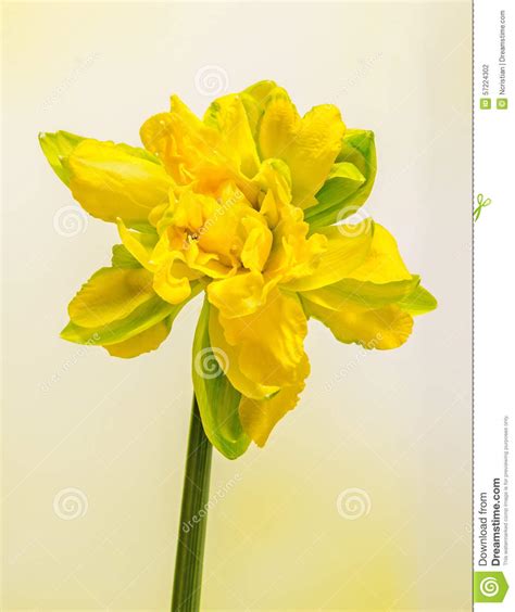 Yellow Daffodils Narcissus Flower Close Up Gradient Background