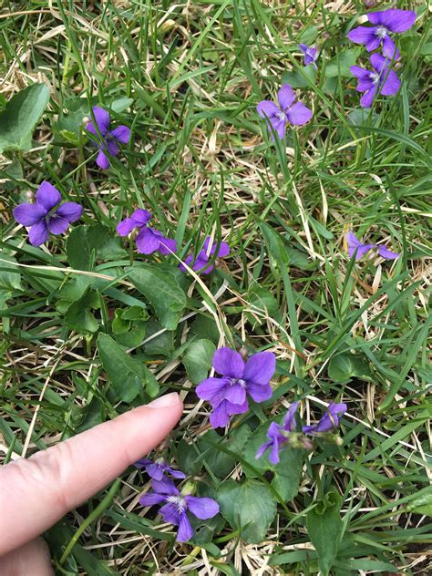 Ground Cover Weed With Small Purple Flowers