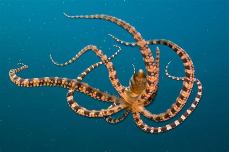 Octopus Facts About Octopuses Passnownow