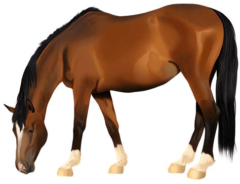 Hanoverian Horse Clipart Free Download Transparent Png Creazilla