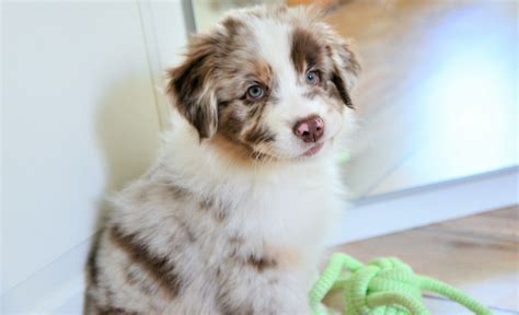 Berger Australien Australian Shipperd Dog Puppy Rouge Merle Blue