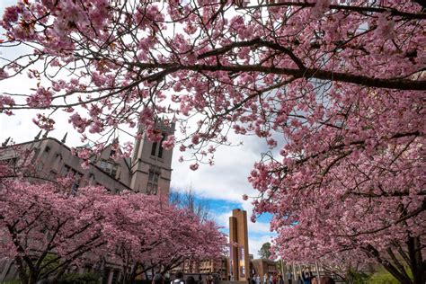Viewing Guide For The Uw Cherry Blossoms In Seattle Seattle Met