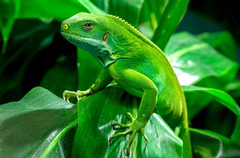 Lizard San Diego Zoo Animals And Plants