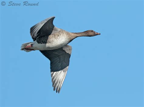 Steve Round Wildlife Photography Pink Footed Geese