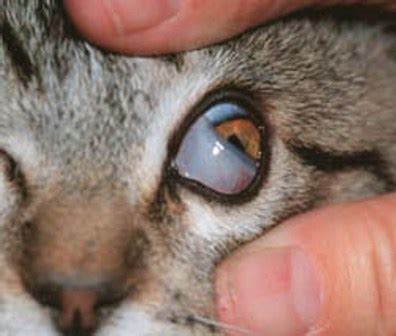 Eyelid tumors are often cancerous, so the earlier you can get treatment for your cat, the better his chances are of recovering. Interesting Facts About Cats for Kids