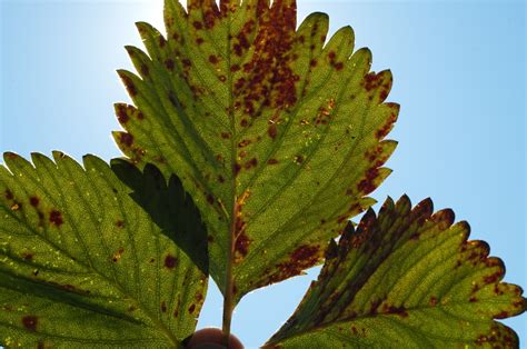 Angular Leaf Spot In Strawberries — Plant And Pest Advisory