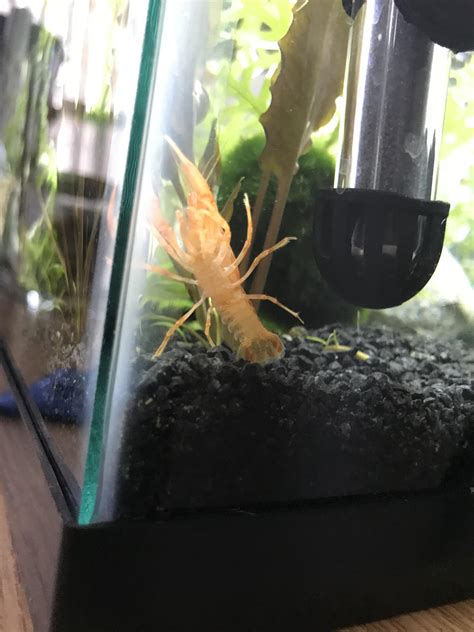 What Is The Gender Of My Crayfish Crayfish
