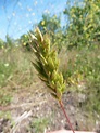 Bromus hordeaceus subsp. thominei (Hardouin) Braun-Blanq.,… | Flickr