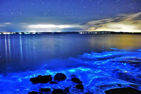 See Bioluminescence At Jervis Bay Captured In May South Coast