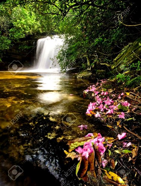Tropical Rainforest Waterfalls With Flowers Wallpapers Gallery