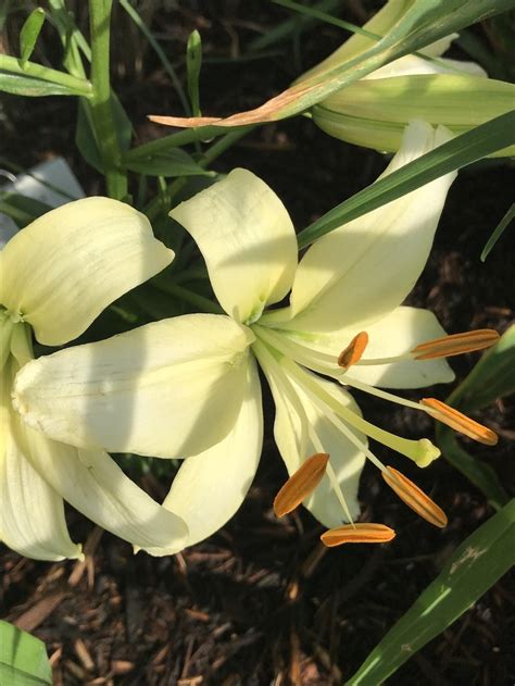 Lily Lilium Pearl Frances In The Lilies Database