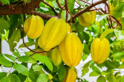How To Succeed At Growing Starfruit Trees In Your Backyard