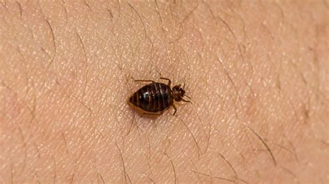 9 Things You Should Know About Bed Bugs School Of Bugs