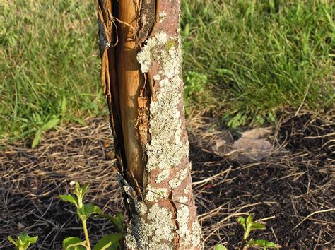 Dogwood Bark Peeling Off Fixing Tree Bark Flaking On Dogwood Trees