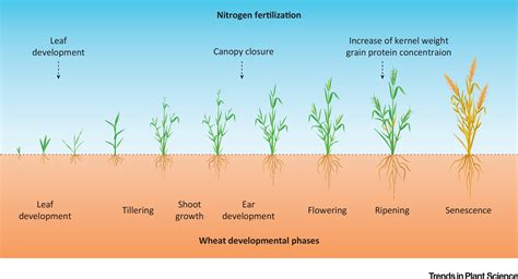 Perspective On Wheat Yield And Quality With Reduced Nitrogen Supply Trends In Plant Science
