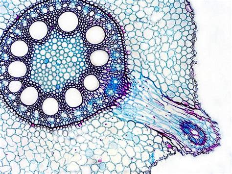Transverse Section Of Part Of A Root Of A Monocot Maize Zea Mays