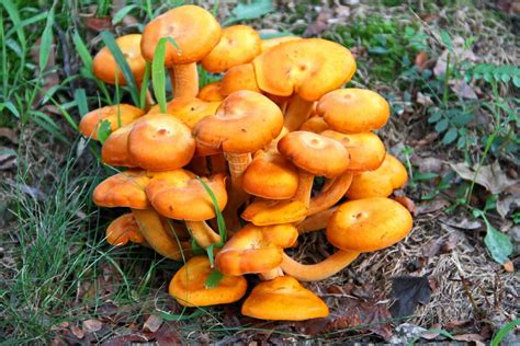 Orange Mushrooms In Yard Poisonous Or Not