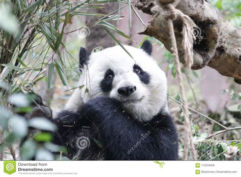 Close Up Panda S Fluffy Face Chengdu China Stock Photo Image Of