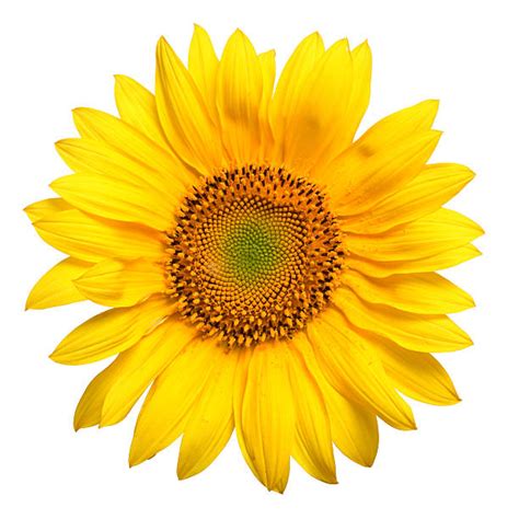 Royalty Free Sunflower Pictures Images And Stock Photos Istock