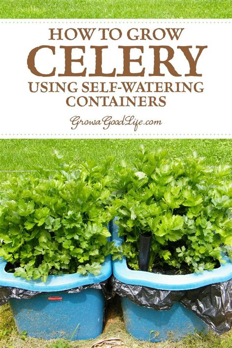 How To Grow Celery Using Self Watering Planters Growing Celery Self
