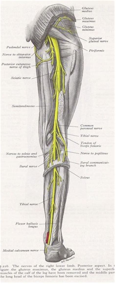 All three of the adductors originate from the pubis note that the posterior head of the adductor magnus inserts into the ischium (sitting bones). Nerves of the leg - posterior view | MyFootShop.com
