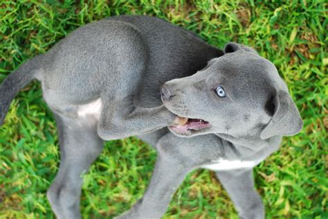 Courtesy of passion moon lacy's. Blue Lacy Info, Temperament, Puppies, Pictures