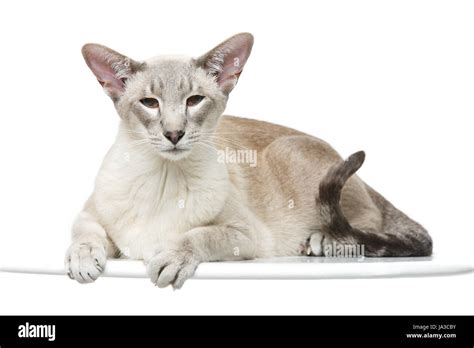 Beautiful Oriental Siam Cat Isolated On White Background Copy Space