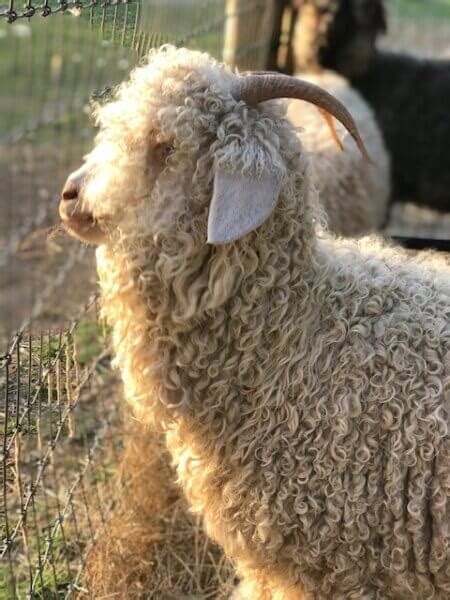 Raising Angora Goats For Soft And Sustainable Mohair Fiber Insteading