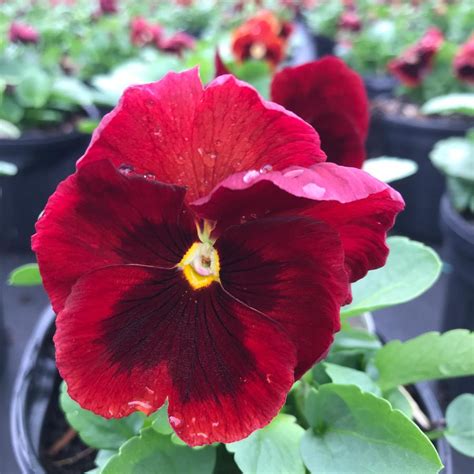 Pansy Delta Premium Red With Blotch Pansy From Saunders Brothers Inc
