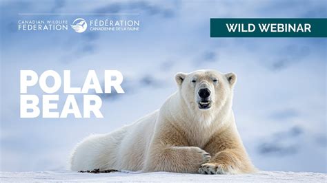 Cwf Wild Webinars Polar Bear Youtube