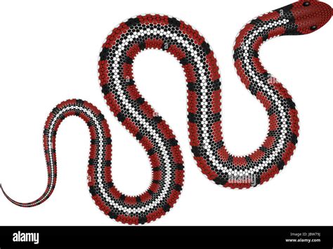 Coral Snake Vector Illustration Isolated On White Background Tropical