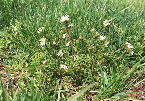 The 8 Most Notorious Lawn Weeds In North Texas And How To Get Rid Of Them