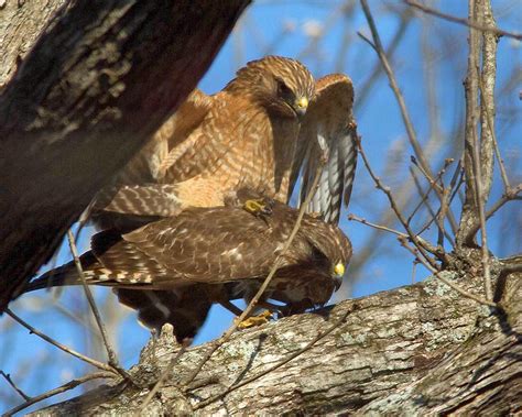 Exploring Nature In Nc Hawk Amour Mating Red Shouldered Hawks