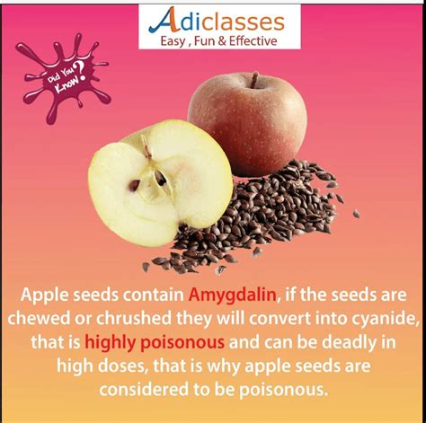 Fact Check Are Apple Seeds Poisonous Enough To Kill People Thip Media