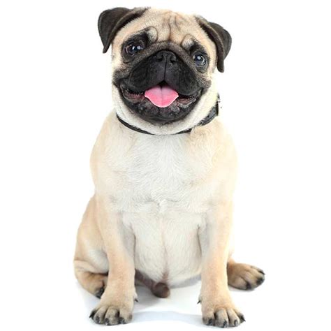 Pug Dog Breed Characteristics Facts And Names Pet Loves Best