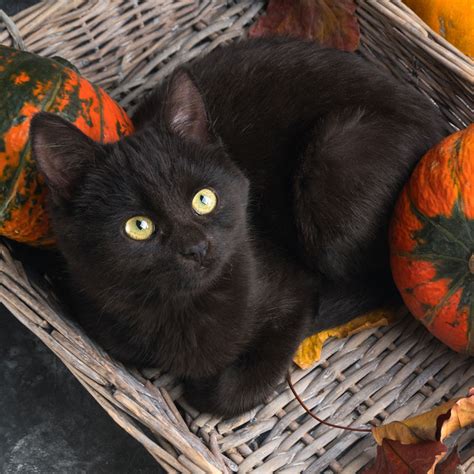 Halloween And International Black Cat Awareness Month