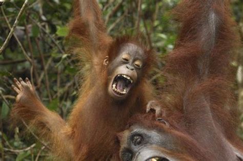 Orang Utans Share A Joke In Indonesia Mirror Online