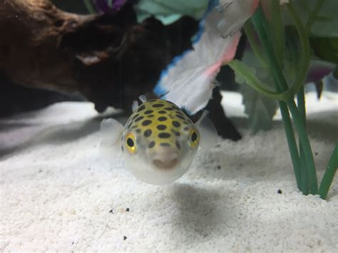 My Green Spotted Puffer Raquariums