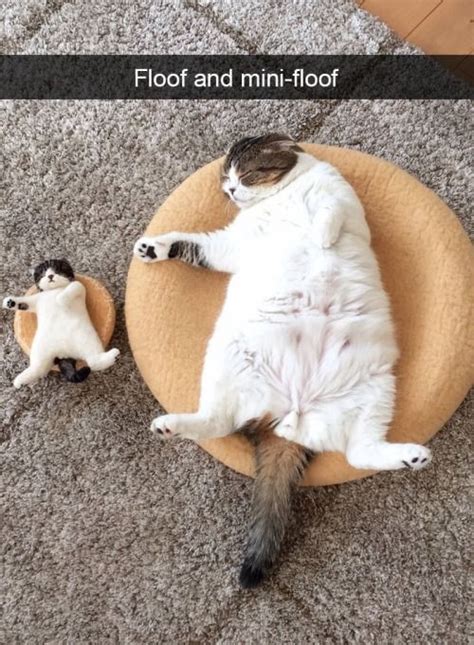 Maybe you would like to learn more about one of these? 60 + New Hot Funniest Cat Memes to Welcome 2020 | FallinPets
