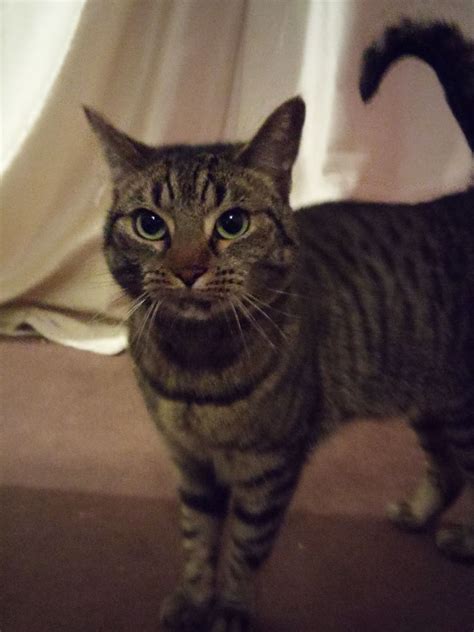 105 7 cats jump play playful. Female Tabby Cat | Newcastle Upon Tyne, Tyne and Wear ...